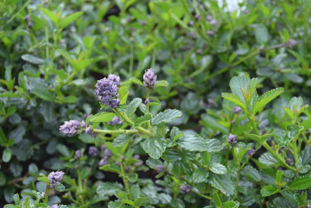 Ceanothus thyrsiflorus var. repens ---